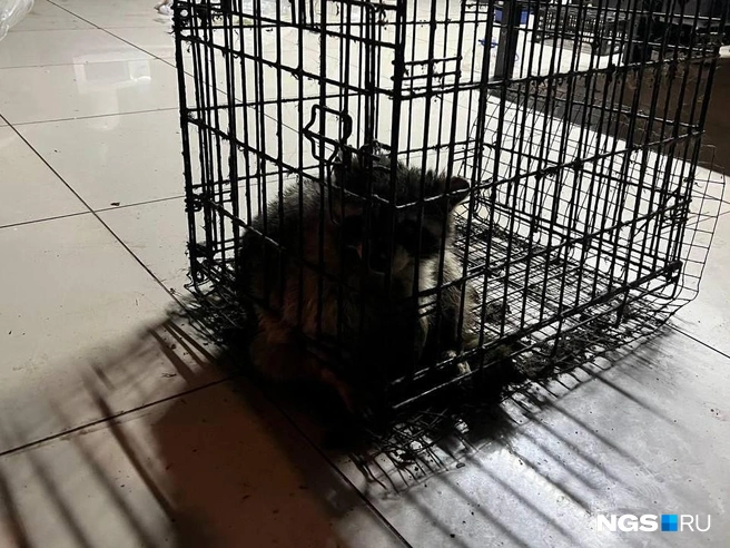 Посередине зала в отдельной клетке сидит самый взрослый енот Степан Степанович, ни подстилки, ни мисок в клетке нет | Источник: Настасья Медведева / NGS.RU