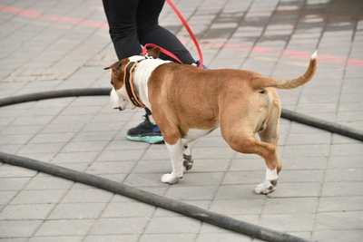 Хозяин стаффордширского терьера выплатит стоматологу 59 тысяч