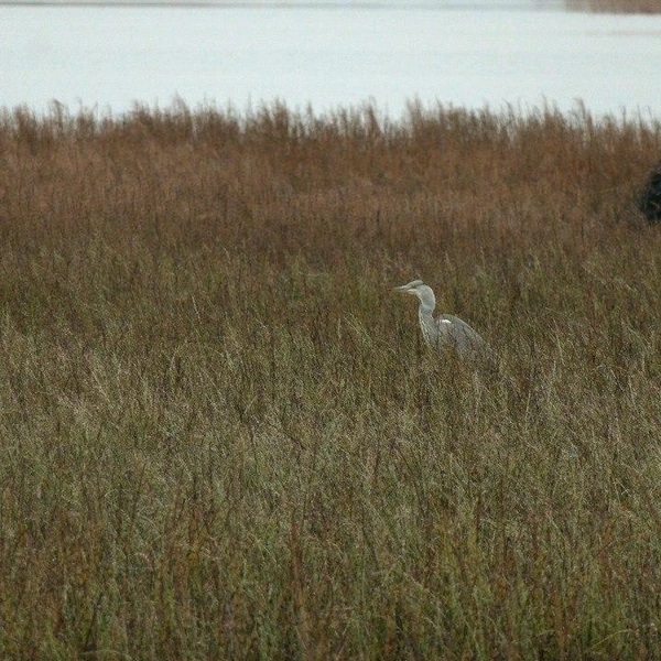 Источник: Авторский канал Павла Глазкова о жизни животных