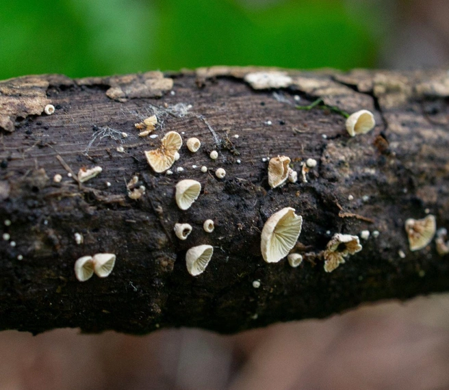 Странный, перевёрнутый и без ножки. Совершенно новый гриб нашли в России, среди первооткрывателей — миколог из Петербурга | Источник: Татьяна Светашева / Сихотэ-Алинский заповедник 