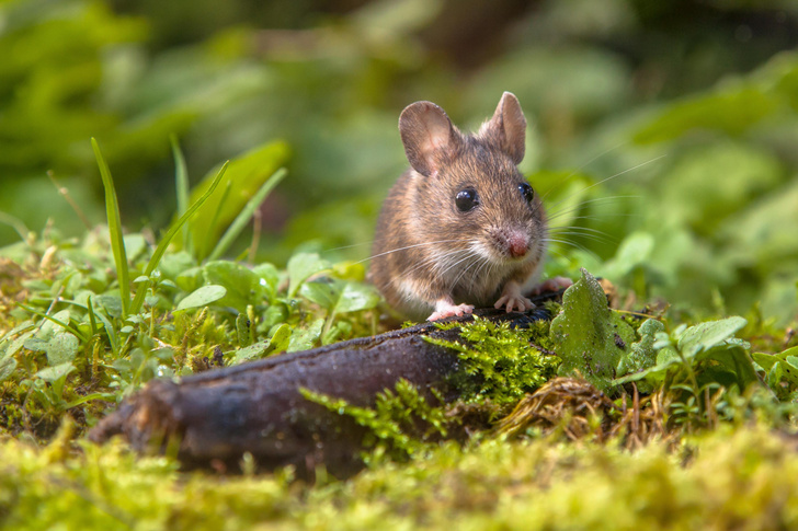 Нашествие мышей на Сибирь: когда оно случится и почему, объясняют экологи