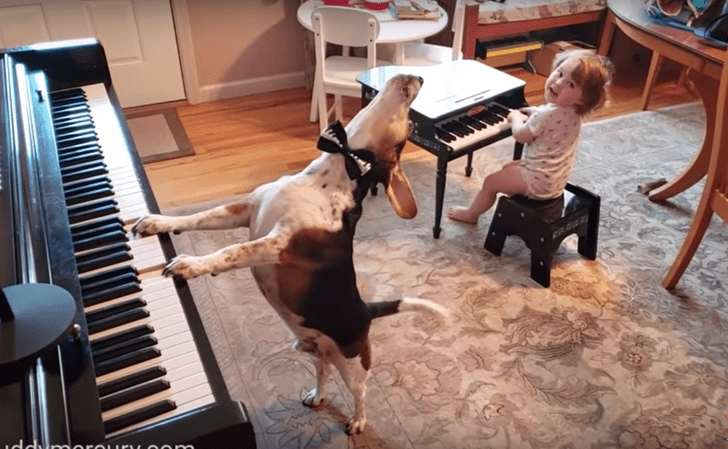 Девочка танцует, а пес играет на пианино: милейшее видео