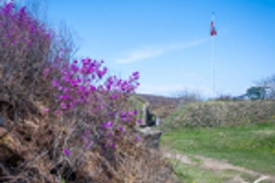 Нежный символ Владивостока зацвёл на городских сопках