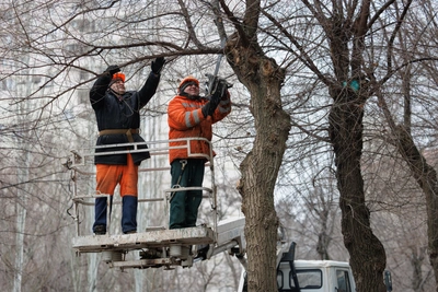 Волжский начнет продавать срубленные деревья на дрова