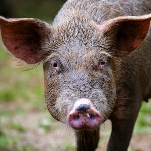 Китайские свиньи умирают от неизвестной болезни