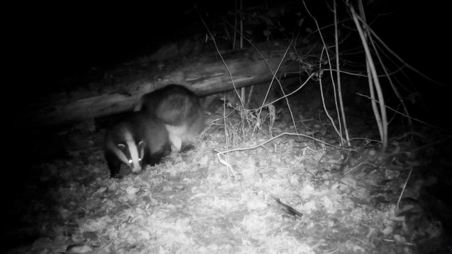 Продолжаем смотреть лесной сериал: барсуки заканчивают утеплять норы, самец руководит | Источник: Каждой твари по паре / «Телеграм»