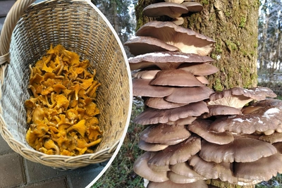 Грибной сезон в Подмосковье продолжается в декабре