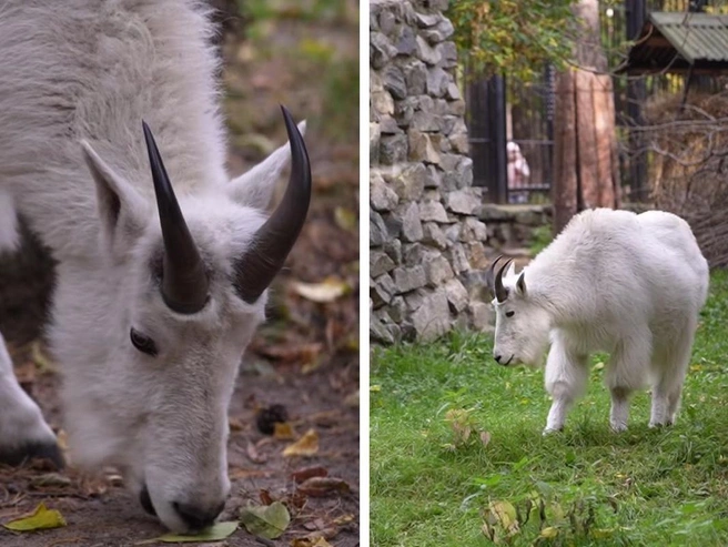 В 2016 году здесь на свет появились два снежных козлёнка | Источник: Кадр из Новосибирского зоопарка