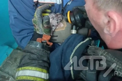 Пожарные спасли кошку в Южно-Сахалинске