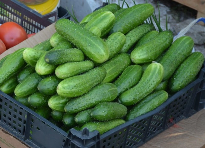 Огурцы стали единственным подешевевшим продуктом за время спецоперации на Украине | ya62.ru