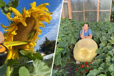 Yugra gardener grows 100-kg pumpkin, giant sunflower