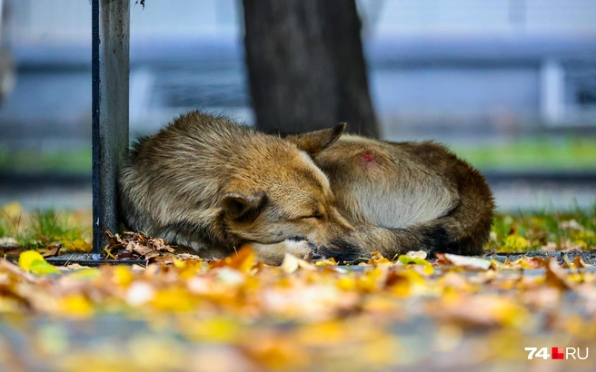 В Алтайском крае сократилось число бездомных собак в 2025 году | Источник: Наталья Лапцевич / 74.RU