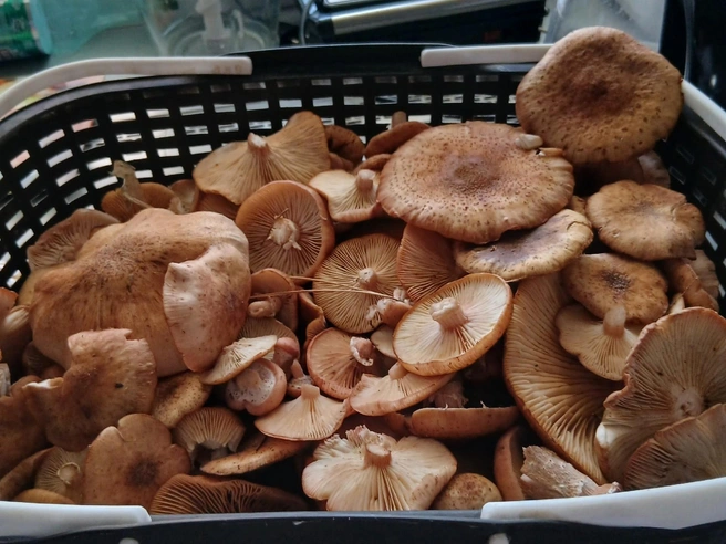 Алтайские леса продолжали радовать грибников вплоть до начала октября | Источник: Грибы и Грибники Алтайского края