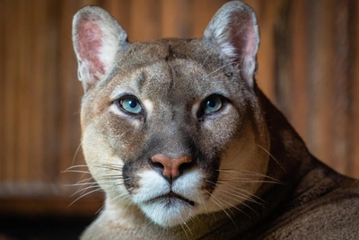 Пума Арнальдо умерла в «Роевом ручье», оставив потомство