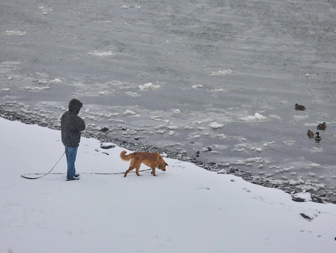 Владельцы собак выгуливают питомцев в любую погоду | Источник: Александр Ощепков / NGS.RU