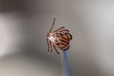 Когда на Урале ждать нашествия клещей?