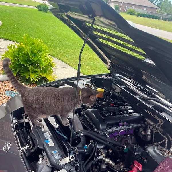 Самые смешные и важные коты-автомеханики (16 фото) | Источник: соцсети