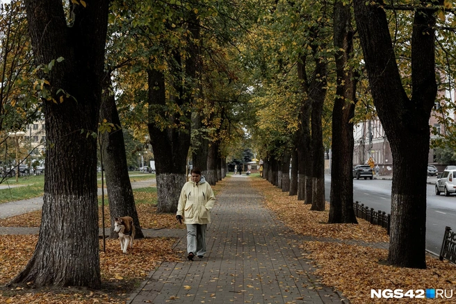 Хочется, чтобы золотая теплая осень задержалась в Кузбассе, но прогнозы надежд на это не оставляют | Источник: Александр Куренной / 76.RU