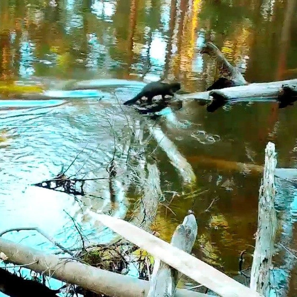 Источник: Нижне-Свирский заповедник