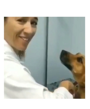 Терпеливая собака на приеме у ветеринара умилила Интернет (видео)