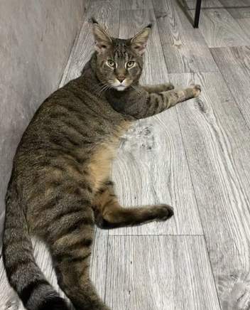 Источник: «Авито»