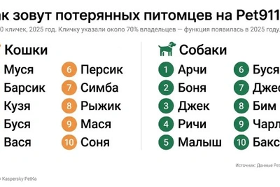 355 питомцев пропали на Сахалине за 2025 год