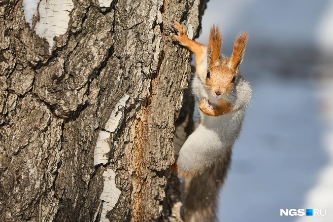 Осадков в ближайшие дни не будет | Источник: Александр Ощепков / NGS.RU