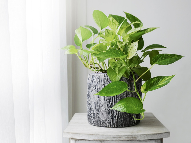 Уберите их из дома: 5 опасных растений, которым не место в вашей квартире