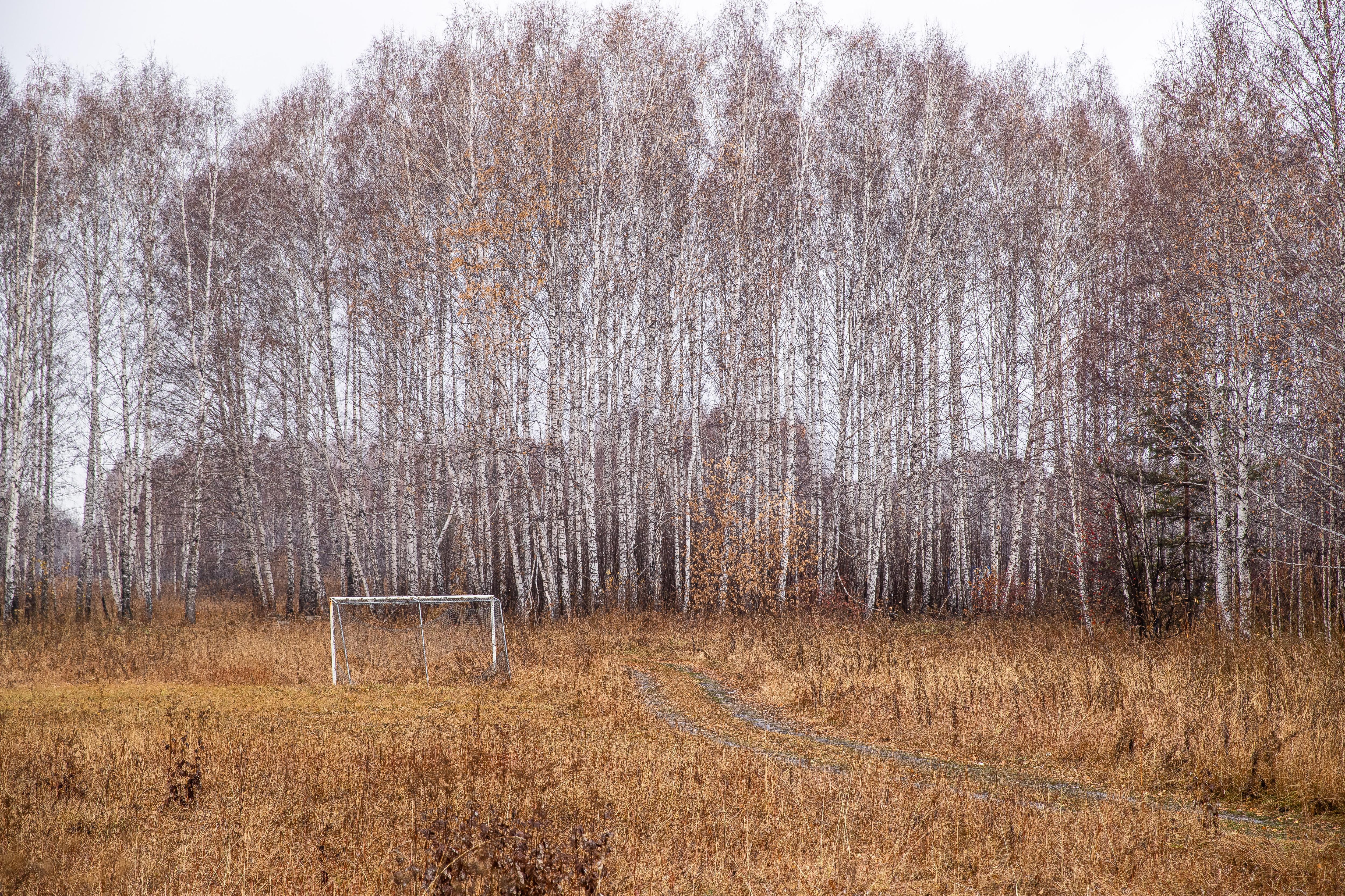 Территорию площадью более 114 гектаров под Новосибирском выставили на торги