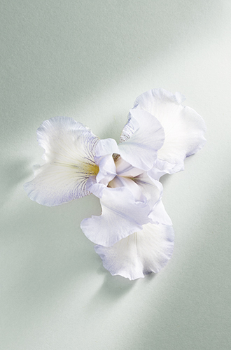 Любовь к ирисам: аромат Iris Celadon от Armani/Prive