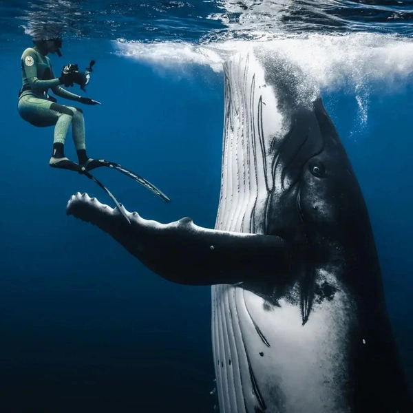 Подводный танец | Источник: Sina Ritter / The Nature Photography Contest