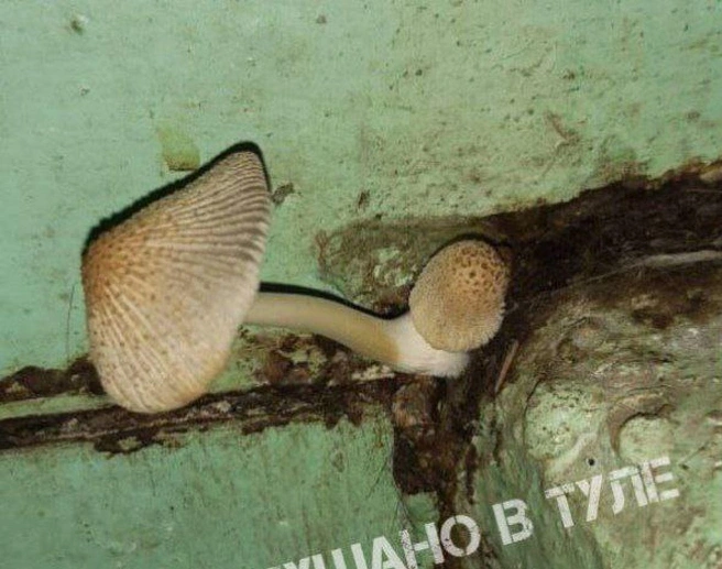 Фотография, сделанная жительницей | Источник: Телеграм-канал «Подслушано в Туле»