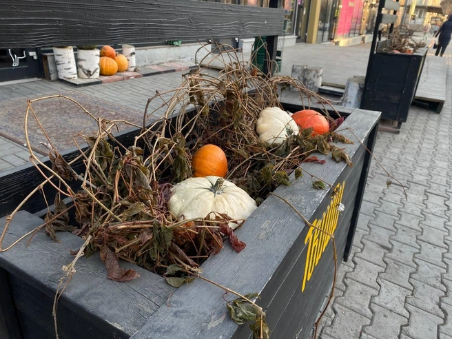 В 2025 году Хэллоуин приходится на пятницу, 31 октября. | Источник: Анастасия Хрипушина/NGS.RU