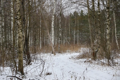 Скачущих сибирских косуль запечатлели на видео в регионе