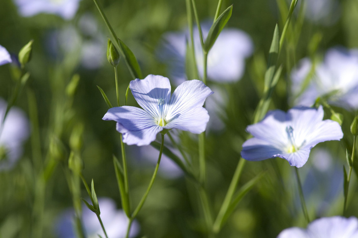 Майский старт: ТОП-10 самых красивых цветов, которые будут цвести в саду все лето