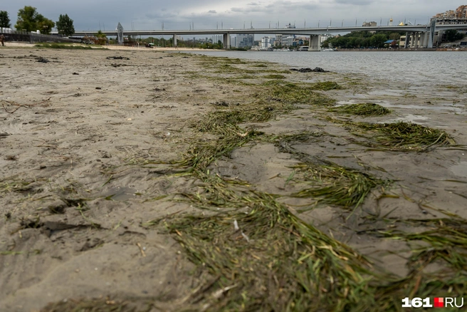 Линия берега покрыта водорослями | Источник: Евгений Вдовин / 161.RU