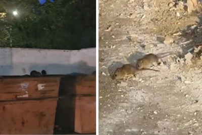 Video shows rat invasion troubling Omsk neighborhood