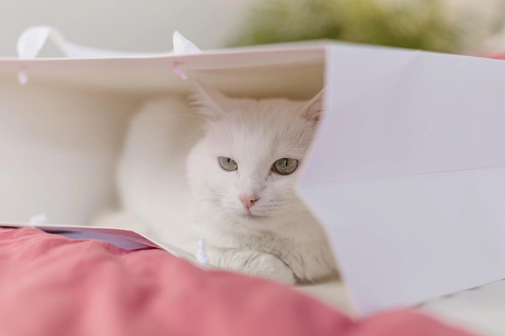 Как живет самая популярная кошка в России: 20 фото, которые вызывают зависть | Источник: личный архив