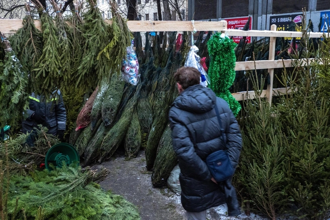 На елочных базарах продают живые деревья | Источник: Михаил Огнев / FONTANKA.RU