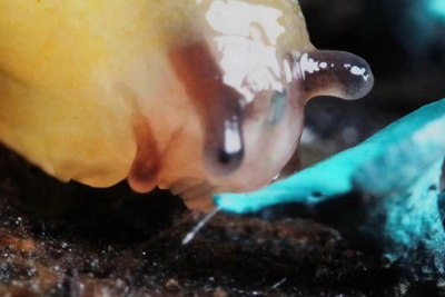 Отвратительная красота: слизень и синий гриб