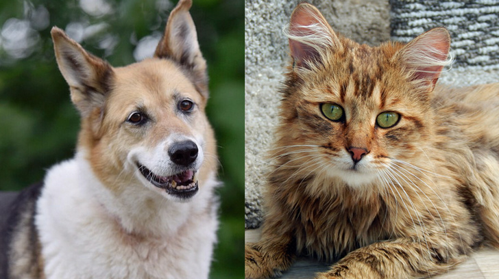 Котопёс недели: кот Паша и собака Ласточка