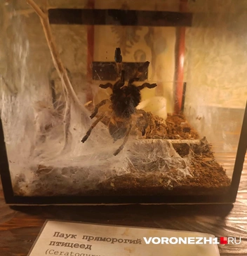 Хотели бы такого домой? | Источник: Алена Воропаева / Voronezh1.ru