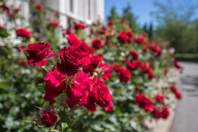 Как вернуть туристов в Ростов, рассказал мэр