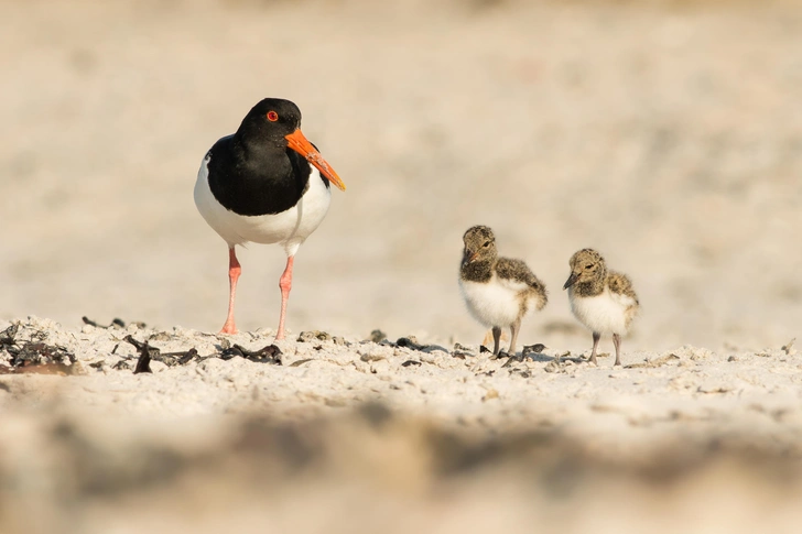 Источник: JaklZdenek/Shutterstock/Fotodom.ru