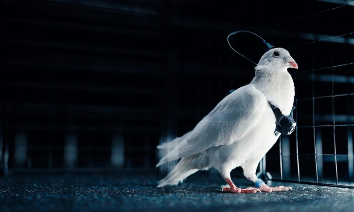 В России из живых голубей сделали биодроны, они смогут пролетать до 500 км каждый день | Источник: Neiry