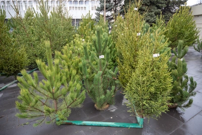 Адреса елочных базаров в Ростове: где купить новогоднюю елку