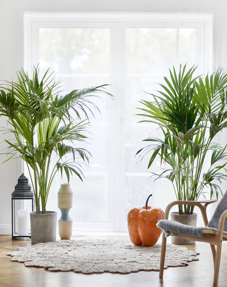 Самые модные комнатные растения 2019 года (фото 9)