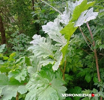 Источник: читательница Voronezh1.ru