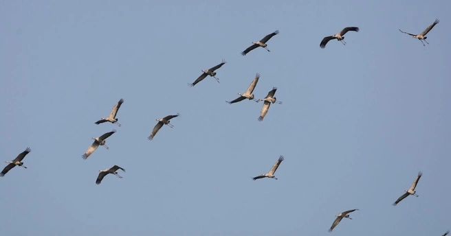 Серые журавли не зимуют в Сибири | Источник: Олег Андреенков