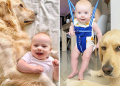 Огромный пес опекает младенца с рождения: 20 милейших фото, от которых наворачиваются слезы